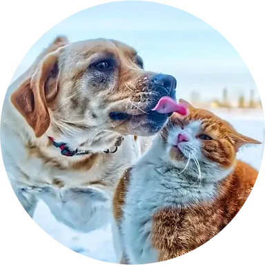 cat and dog